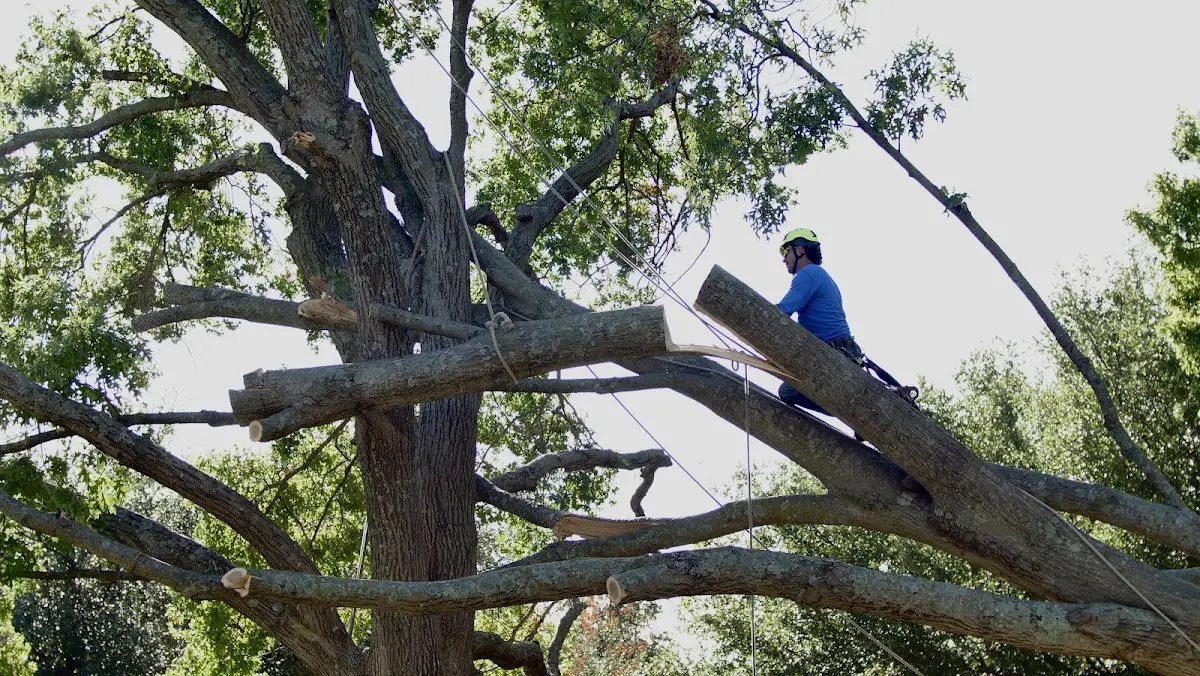 Professional Crown Thinning performed by certified arborists in Woodbury Heights