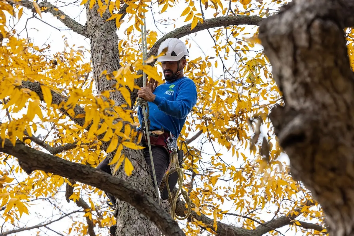 Skilled Tree Trimming crew working in Woodbury Heights