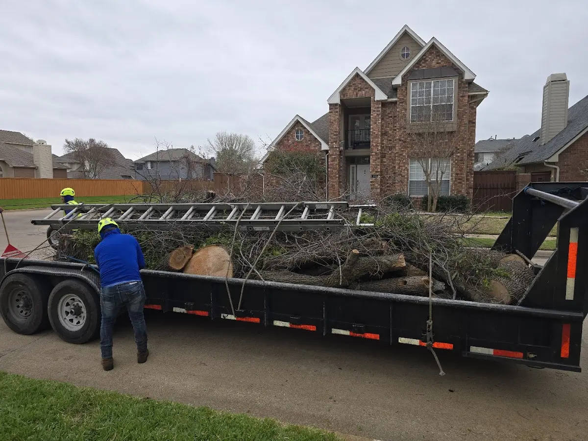 Expert Deadwooding with proper safety equipment in Woodbury Heights